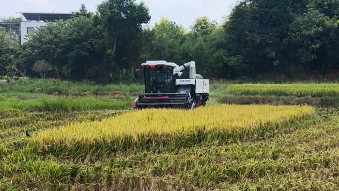 XR720跨区水稻机，高效作业促丰登