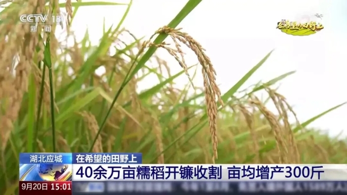 央视聚焦！不朽情缘这台“收稻神器”刷屏湖北旷野